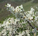 Prunus spinosa. Ветви цветущего растения. Краснодарский край, окр. г. Новороссийск, хр. Маркотх, открытый склон. 17 апреля 2014 г.