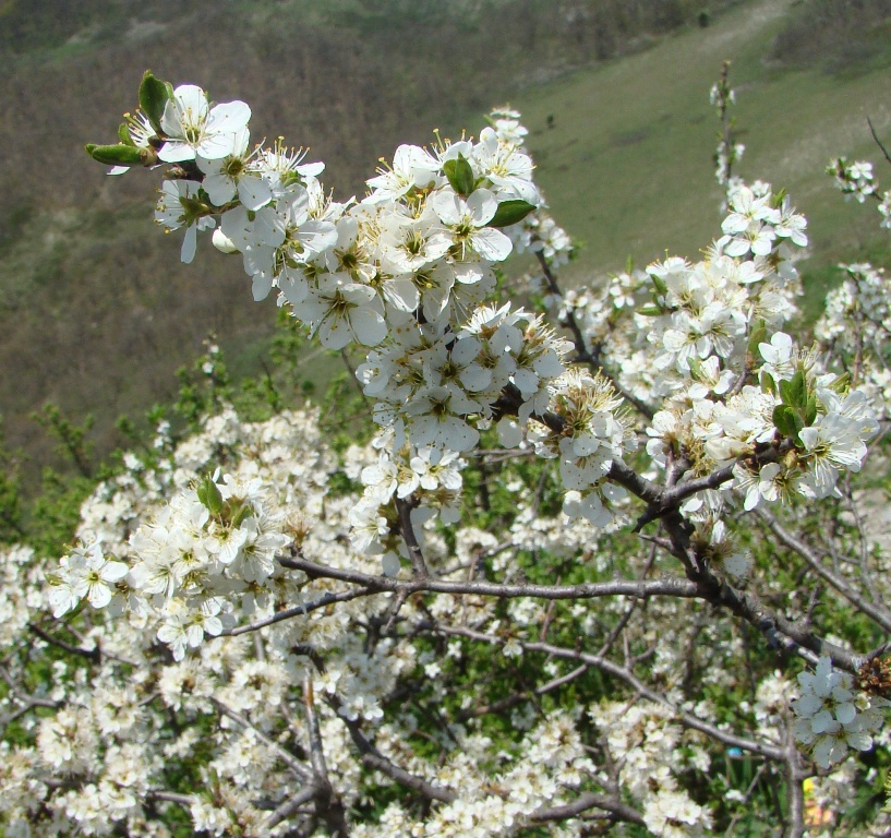Image of Prunus spinosa specimen.