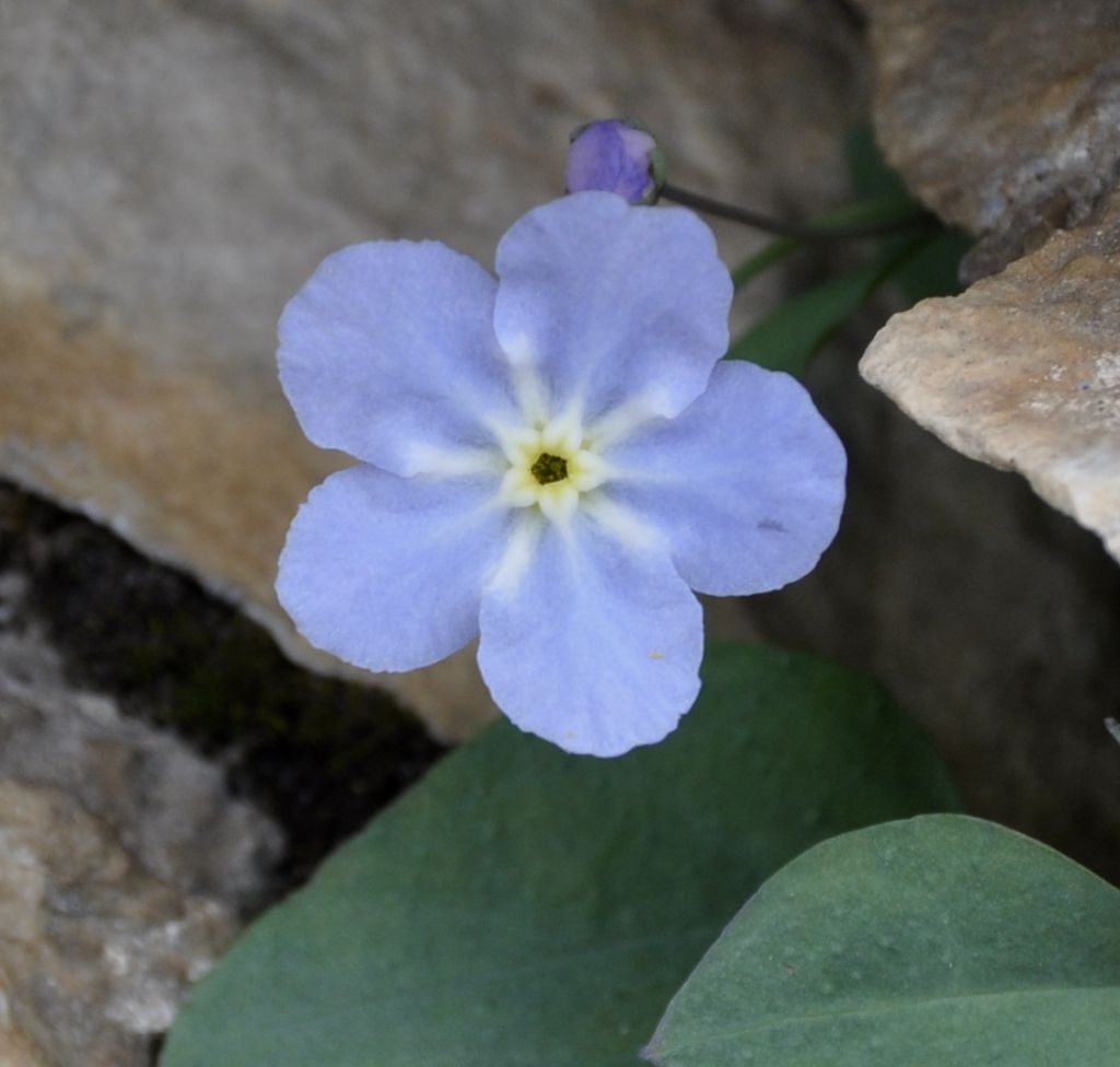 Image of Omphalodes luciliae ssp. scopulorum specimen.