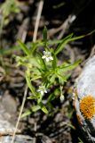 Moehringia umbrosa