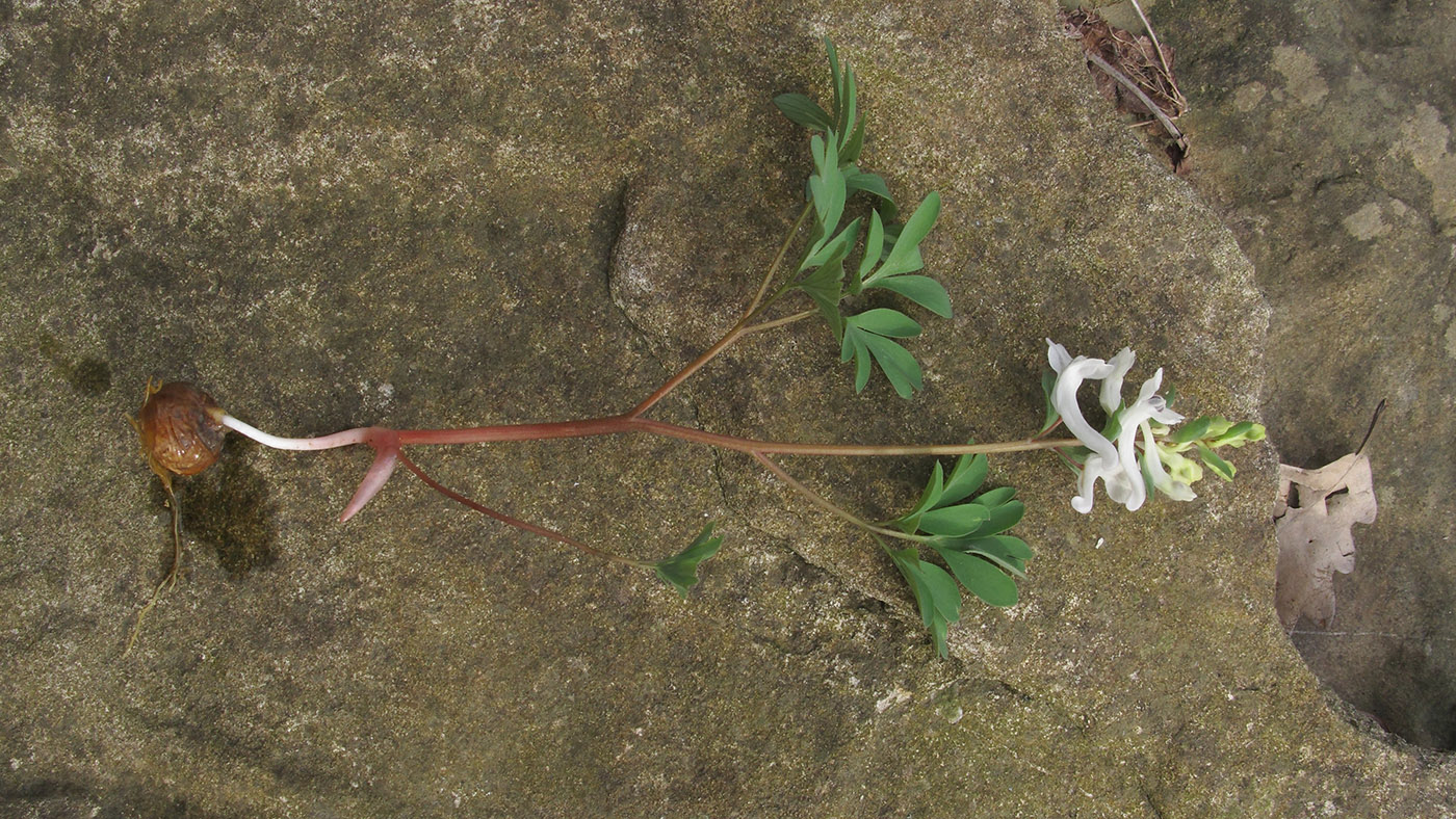 Изображение особи Corydalis teberdensis.