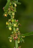 Rumex patientia. Часть соцветия. Молдова, Кишинев, Ботанический сад АН Молдовы. 19.05.2015.