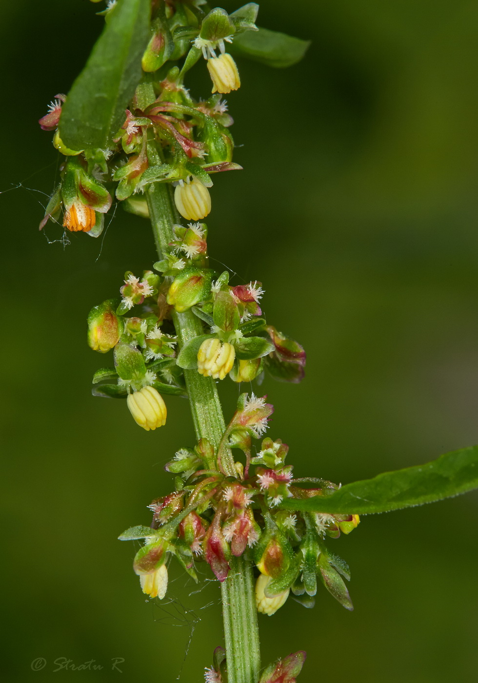 Image of Rumex patientia specimen.