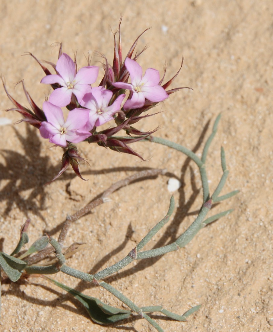 Image of Limonium tubiflorum specimen.