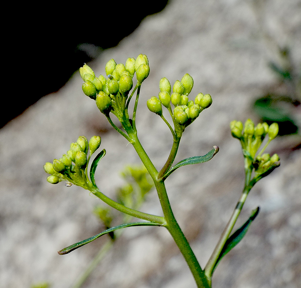 Изображение особи Erucastrum armoracioides.