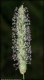 Phleum pratense. Соцветие. Республика Татарстан, Верхнеуслонский район, 28.06.2008.