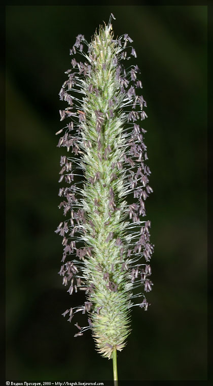 Image of Phleum pratense specimen.