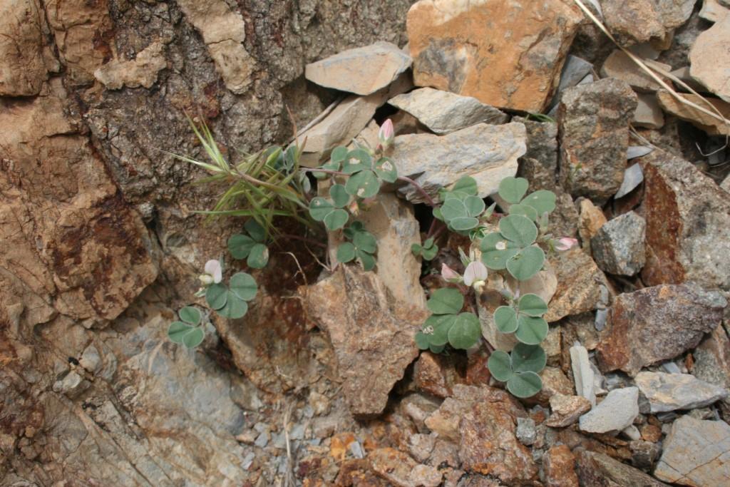 Image of Argyrolobium trigonelloides specimen.