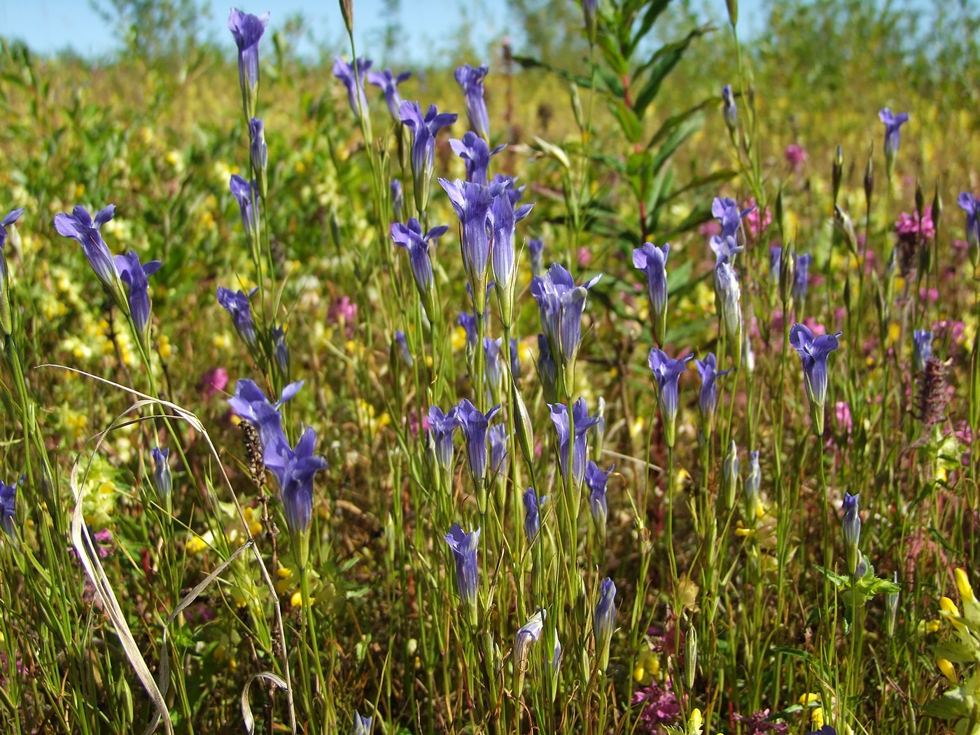 Изображение особи Gentianopsis barbata.