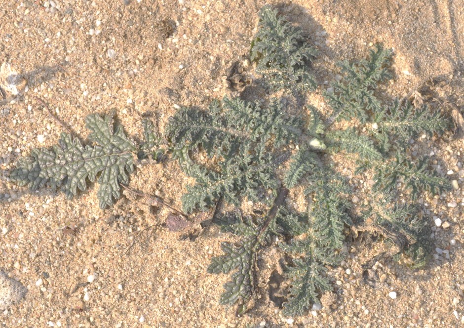 Image of Verbascum pinnatifidum specimen.