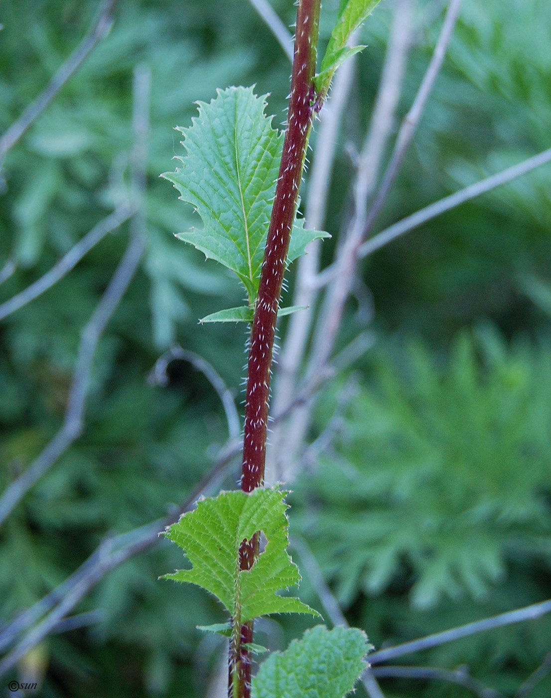 Image of Sinapis alba specimen.