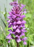genus Dactylorhiza