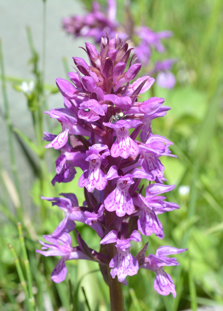 Изображение особи род Dactylorhiza.