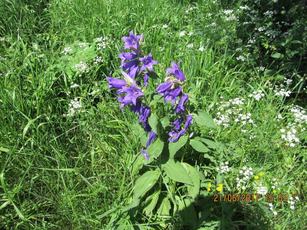 Image of Campanula latifolia specimen.