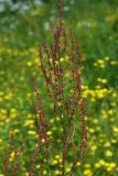 Rumex acetosa