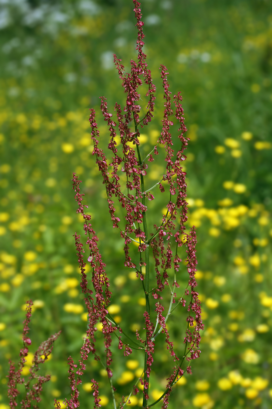 Image of Rumex acetosa specimen.