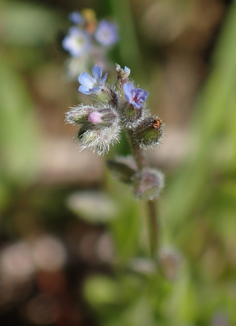 Изображение особи Myosotis micrantha.