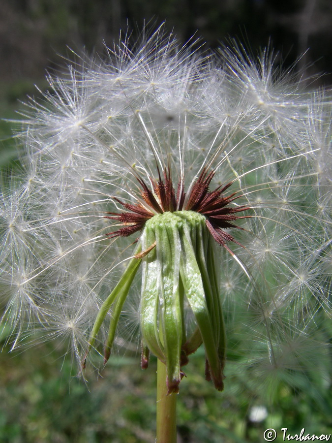Image of genus Taraxacum specimen.