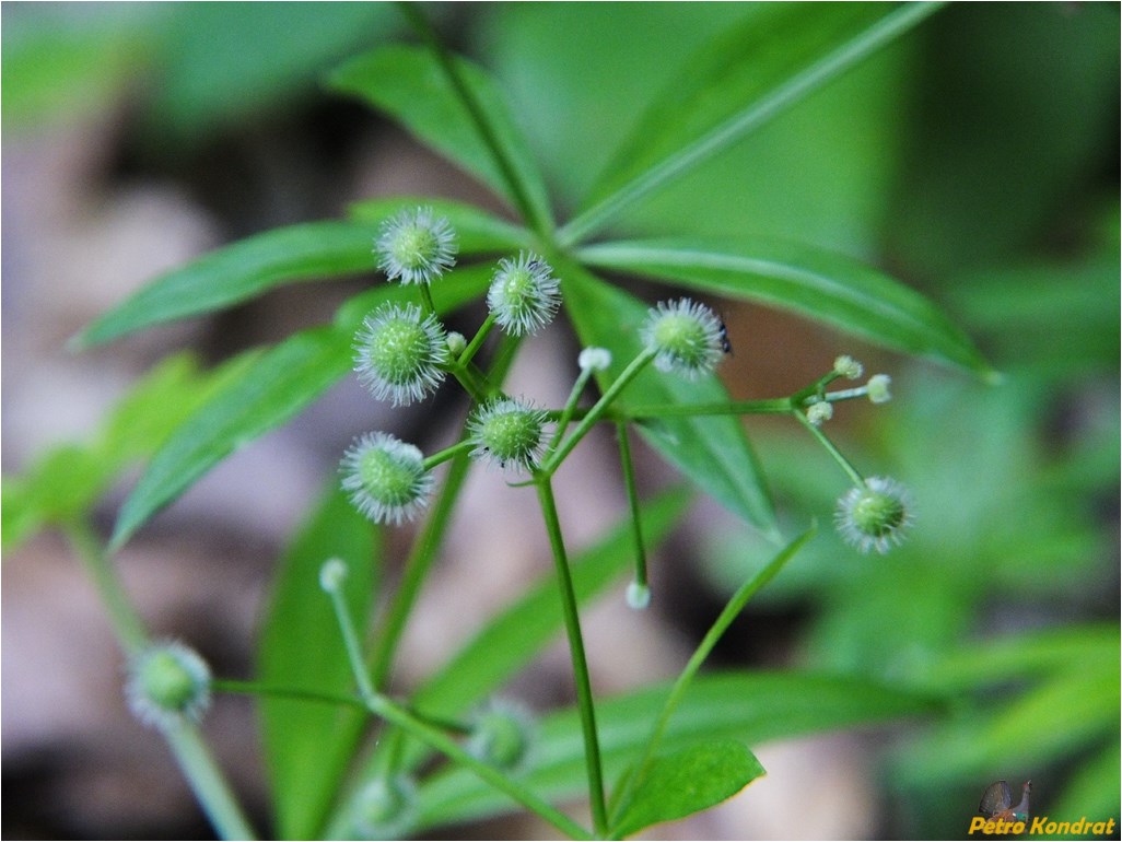 Изображение особи Galium odoratum.