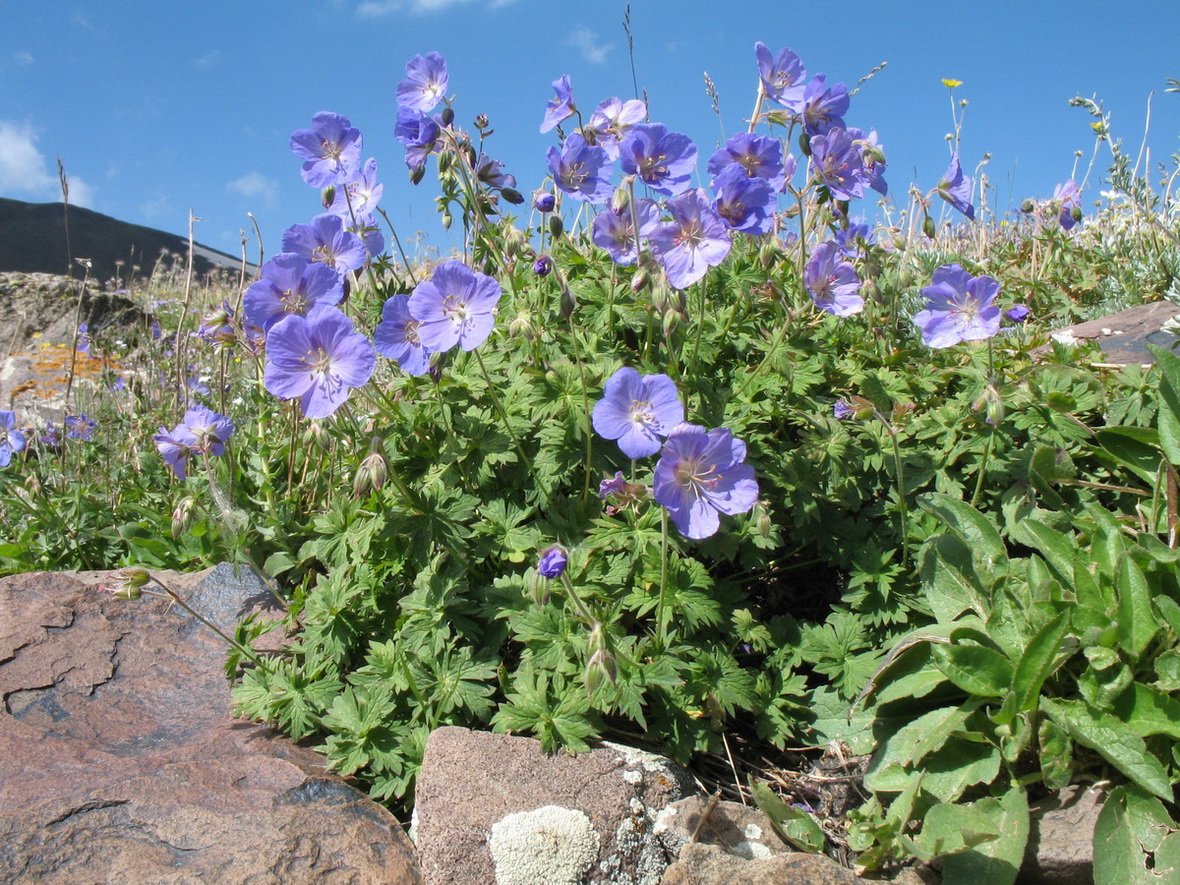 Image of Geranium saxatile specimen.