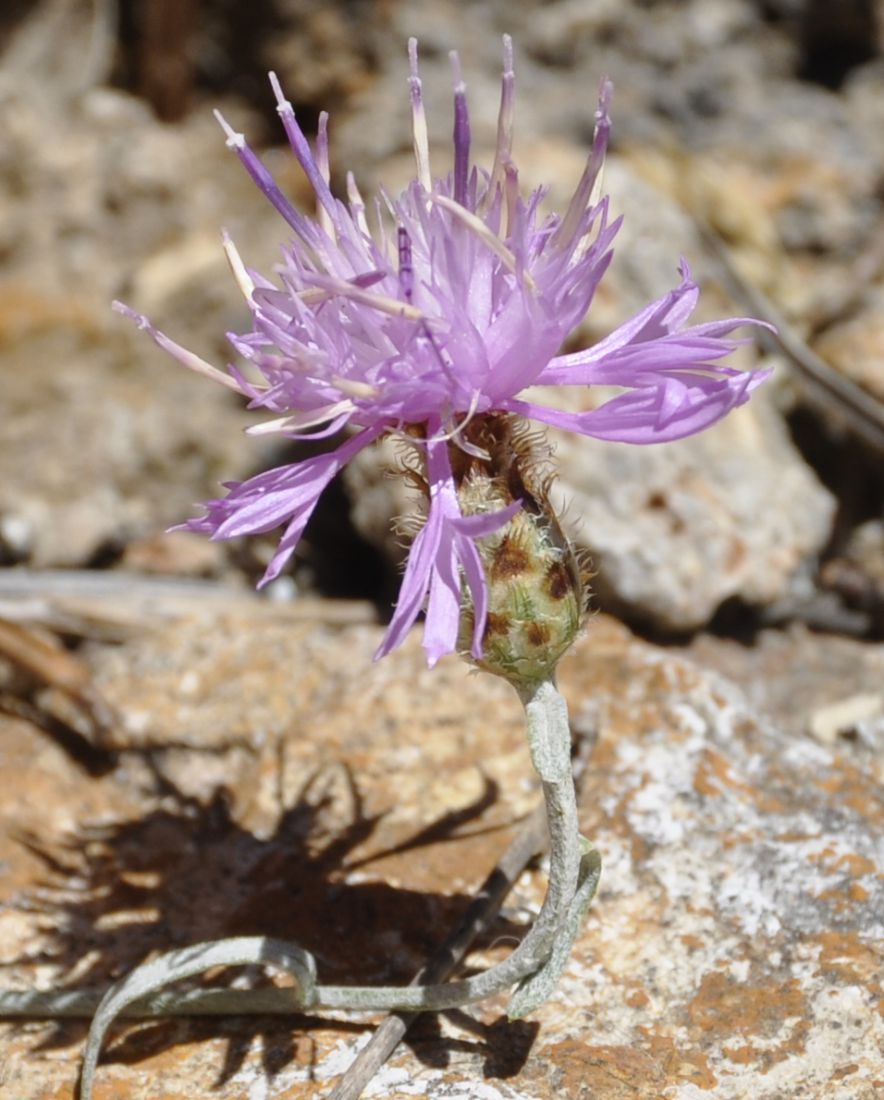 Image of Centaurea affinis specimen.