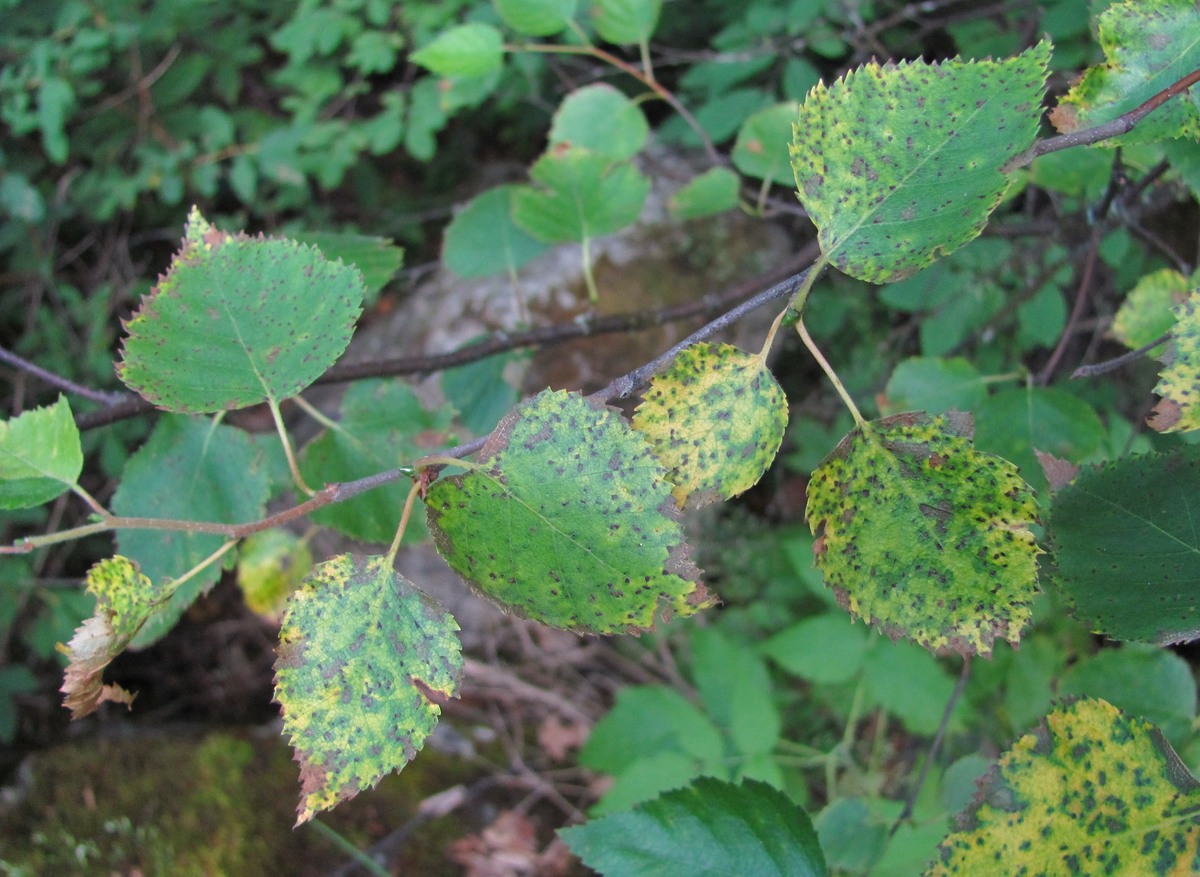 Изображение особи Betula litwinowii.