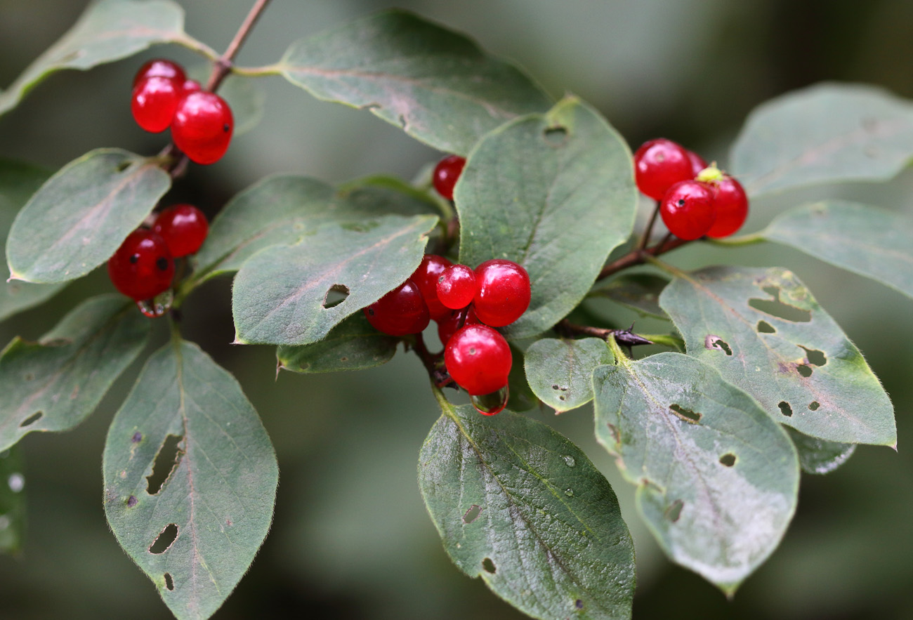 Изображение особи Lonicera xylosteum.