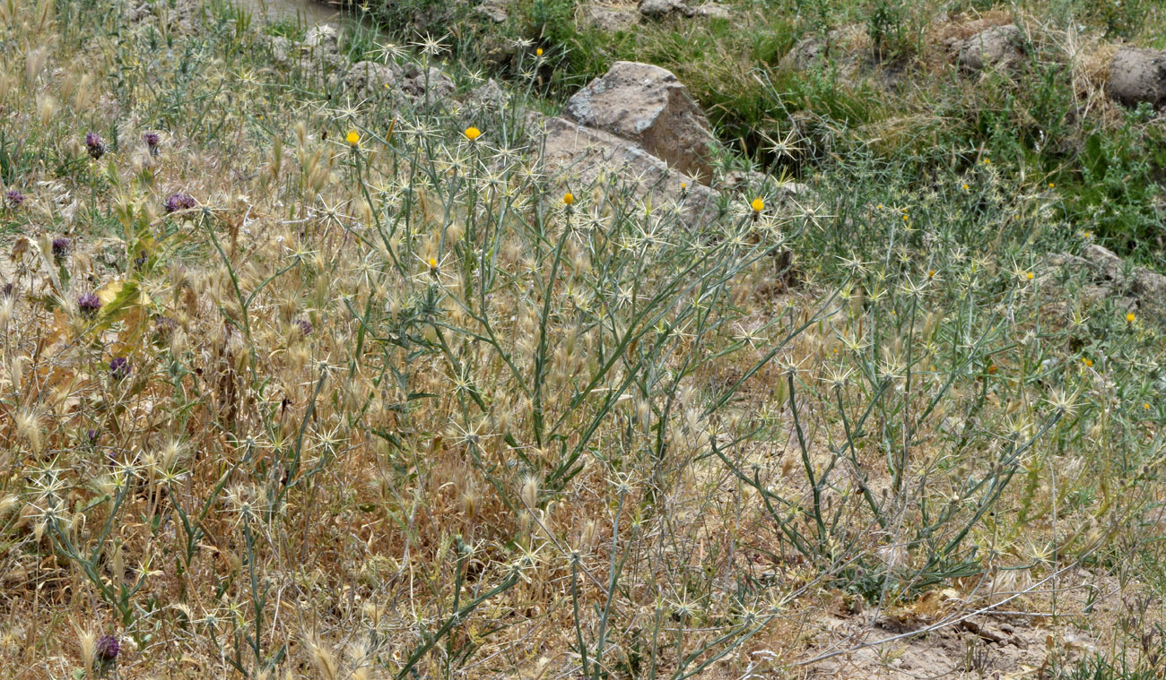 Image of Centaurea solstitialis specimen.