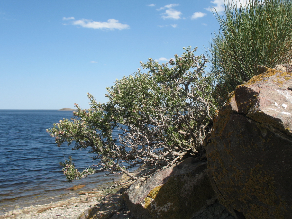 Image of Salsola arbusculiformis specimen.