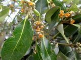 Avicennia marina