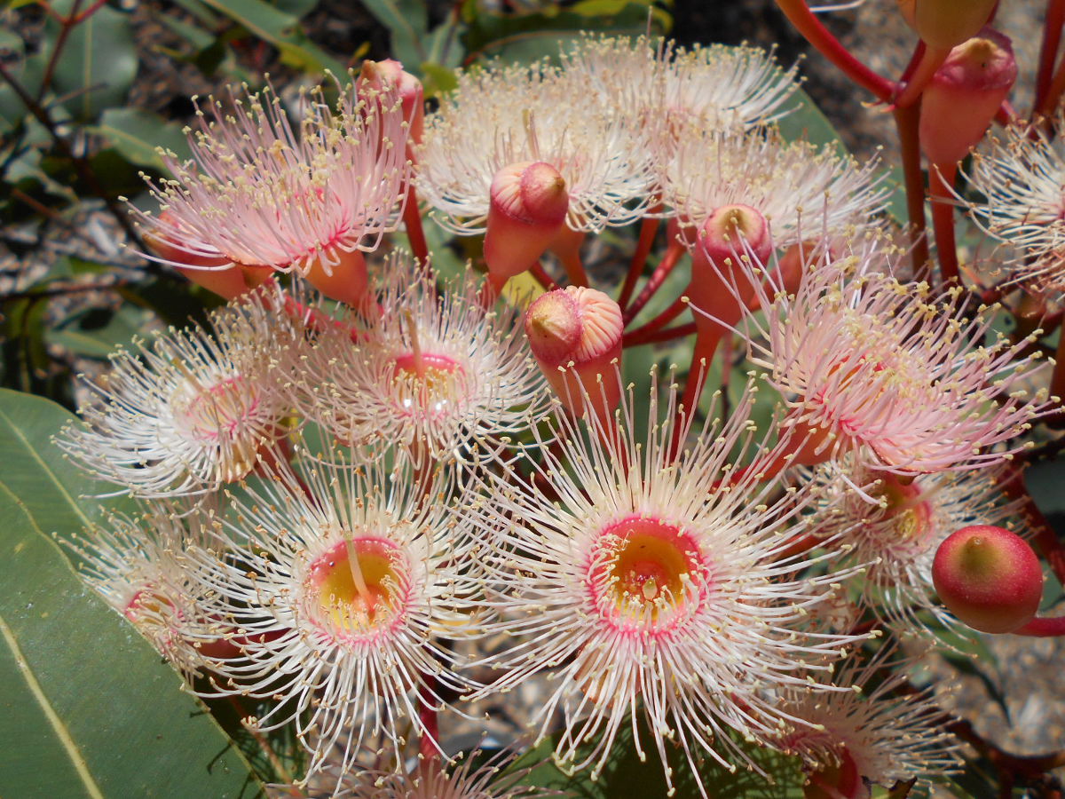 Image of Corymbia ficifolia specimen.