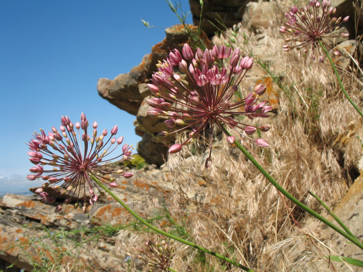 Изображение особи Allium trachyscordum.