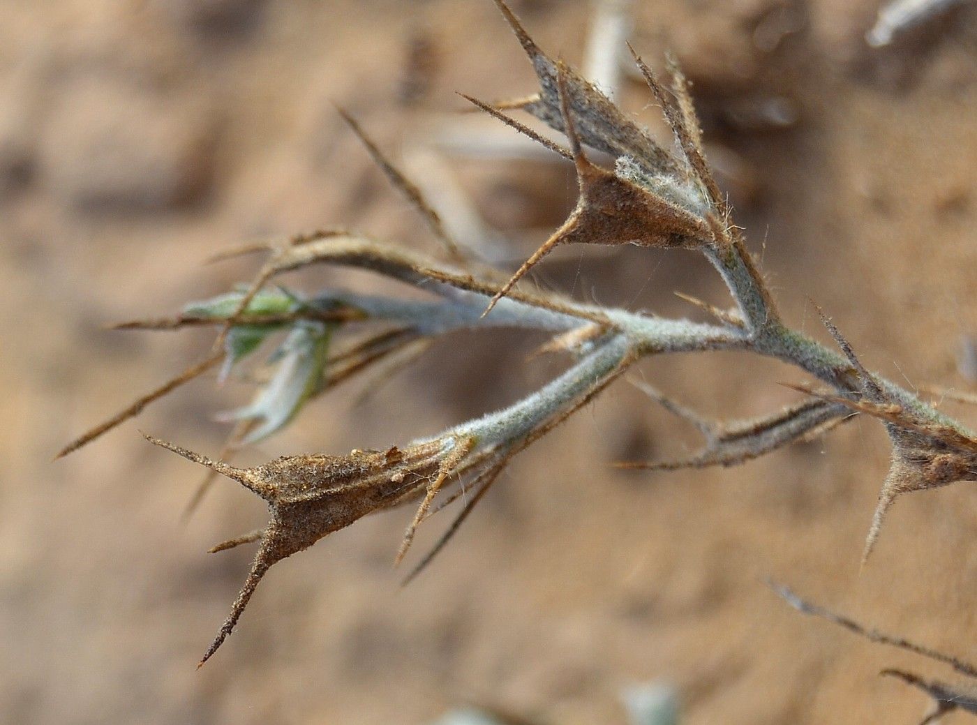 Изображение особи Ceratocarpus arenarius.