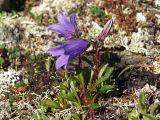 Campanula chamissonis. Цветущее растение. Магаданская обл., окр. г. Магадан, п-ов Старицкого, сопка над бухтой Светлой, кустарничково-лишайниковая каменистая тундра. 12.07.2017.