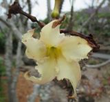 Pachypodium rutenbergianum. Цветок. Австралия, г. Брисбен, ботанический сад. 23.10.2016.