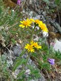 Tephroseris integrifolia. Верхушка цветущего растения. Магаданская обл., Ольский р-н, окр. пос. Атарган, крутой приморский склон со скальными выходами. 05.07.2017.