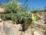 Astragalus dianthus. Цветущее растение. Южный Казахстан, Сырдарьинский Каратау, Юго-Восточный Каратау, горы Улькен Актау, долина р. Тамды, южн. склон мелкозёмных отложений. 25 апреля 2017 г.