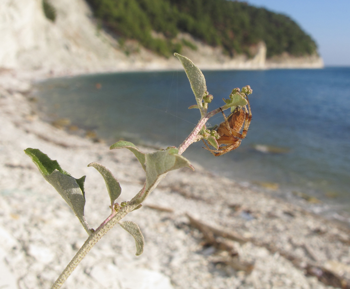 Image of Atriplex aucheri specimen.