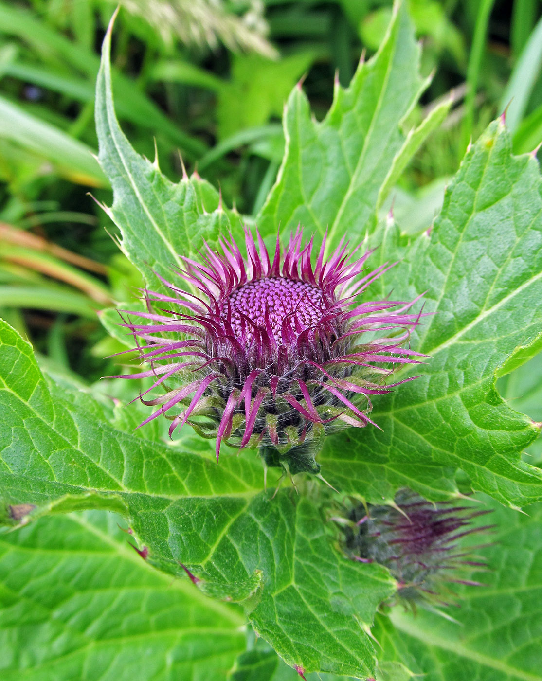 Image of Cirsium kamtschaticum specimen.