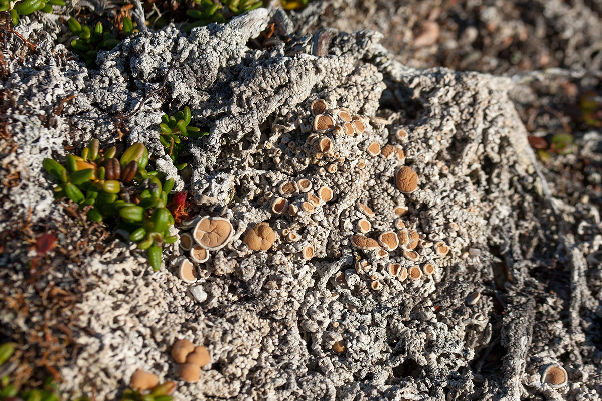 Изображение особи Ochrolechia frigida.