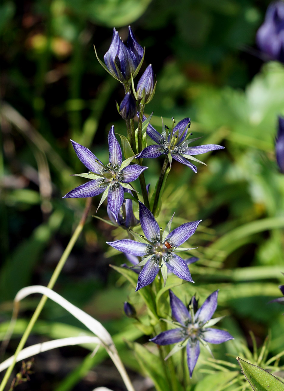 Image of Swertia obtusa specimen.