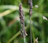 Poa glauca