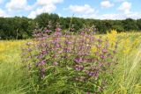 Phlomis pungens