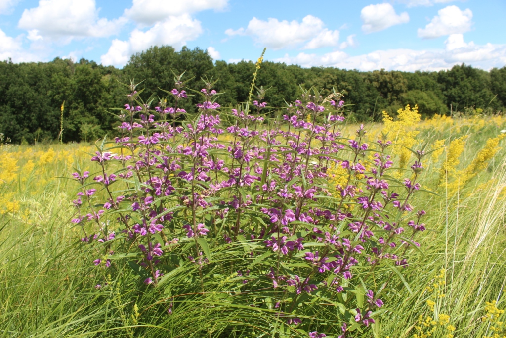 Изображение особи Phlomis pungens.