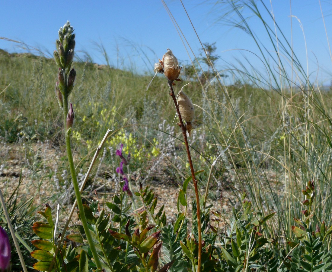 Изображение особи Oxytropis songarica.