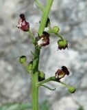 Scrophularia incisa