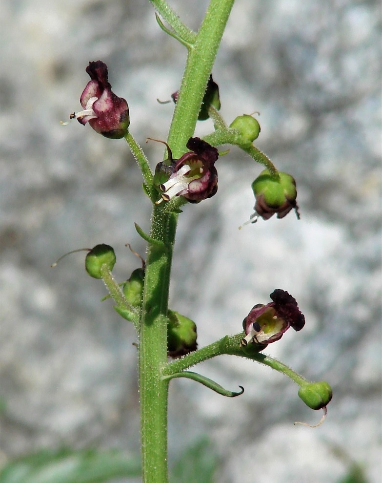 Изображение особи Scrophularia incisa.