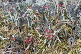 Cladonia deformis
