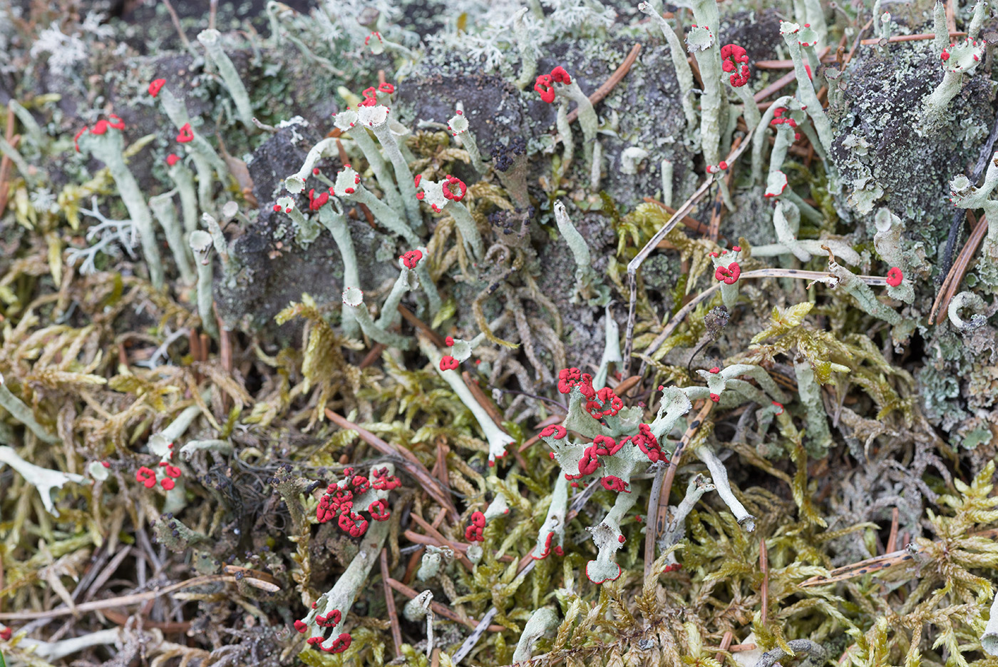 Изображение особи Cladonia deformis.