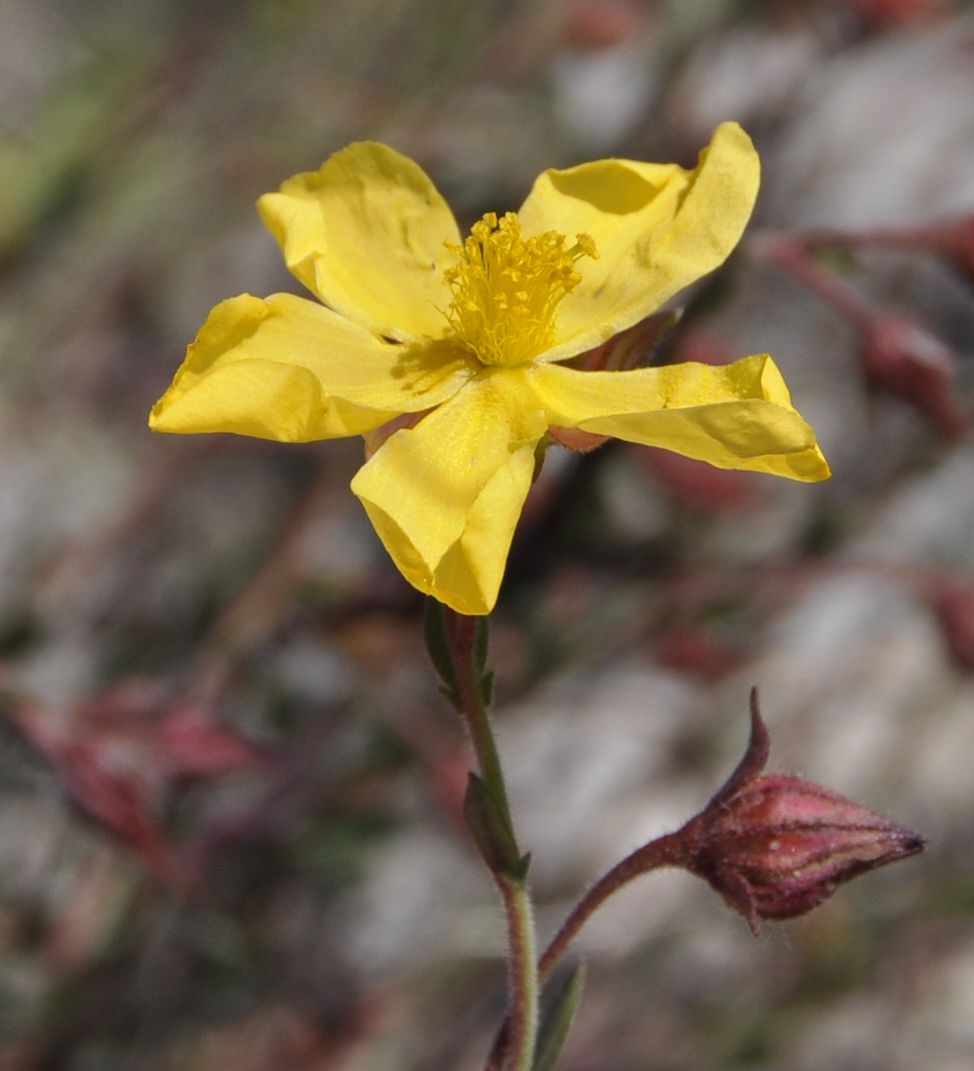 Image of Fumana arabica specimen.